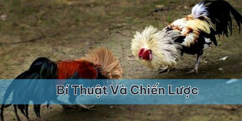 Bí thuật và chiến lược khi tham gia đá gà cựa sắt tại Vin777Bí thuật và chiến lược khi tham gia đá gà cựa sắt tại Vin777