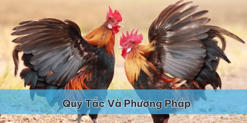 Quy tắc cùng phương pháp chơi đá gà cựa sắt tại Vin777 