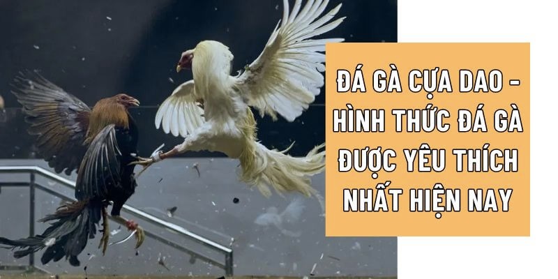 Hướng dẫn chi tiết cách chơi đá gà online tại nhà cái Vin777